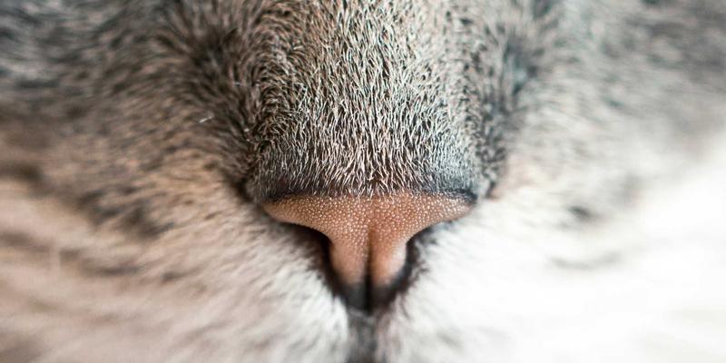 97COS版权问题深度解析：从Cosplay教程看ACG角色的知识产权边界与合理使用